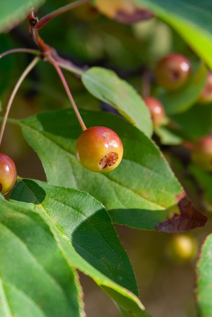 里程碑，36岁中场池忠国已为国安出战200场